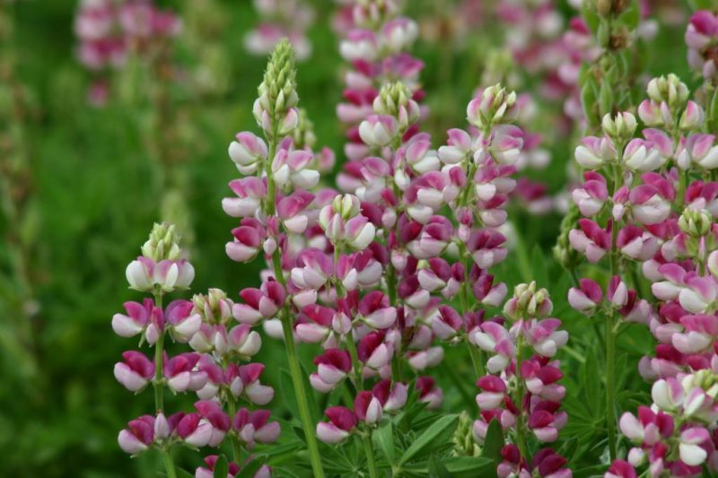 Lupinus hartwegii