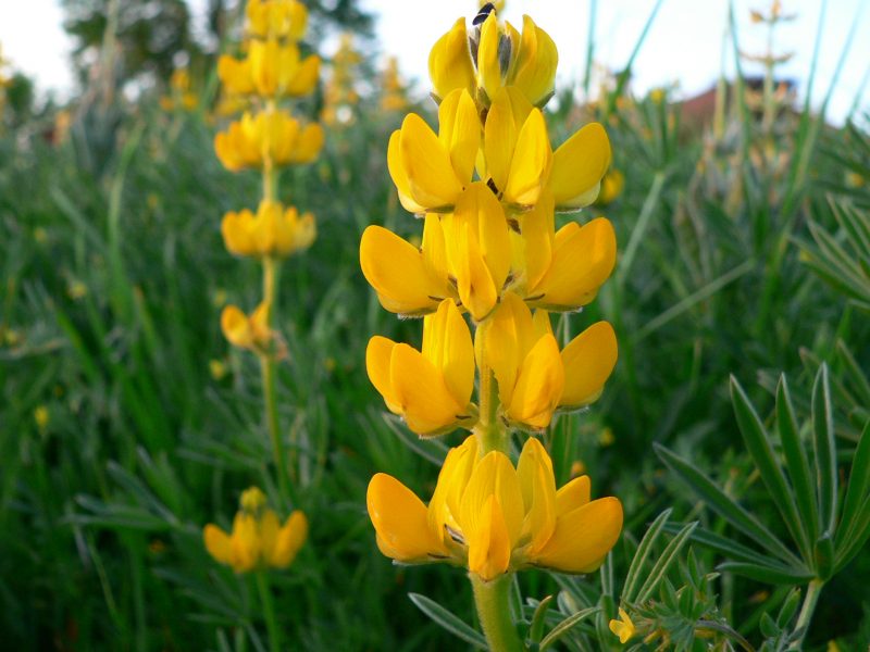 Lupinus luteus