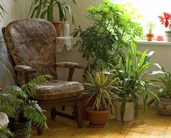 plante purificatoare aer