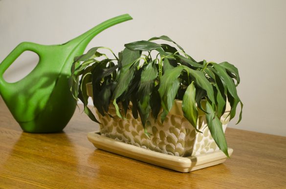 îngrijire plante