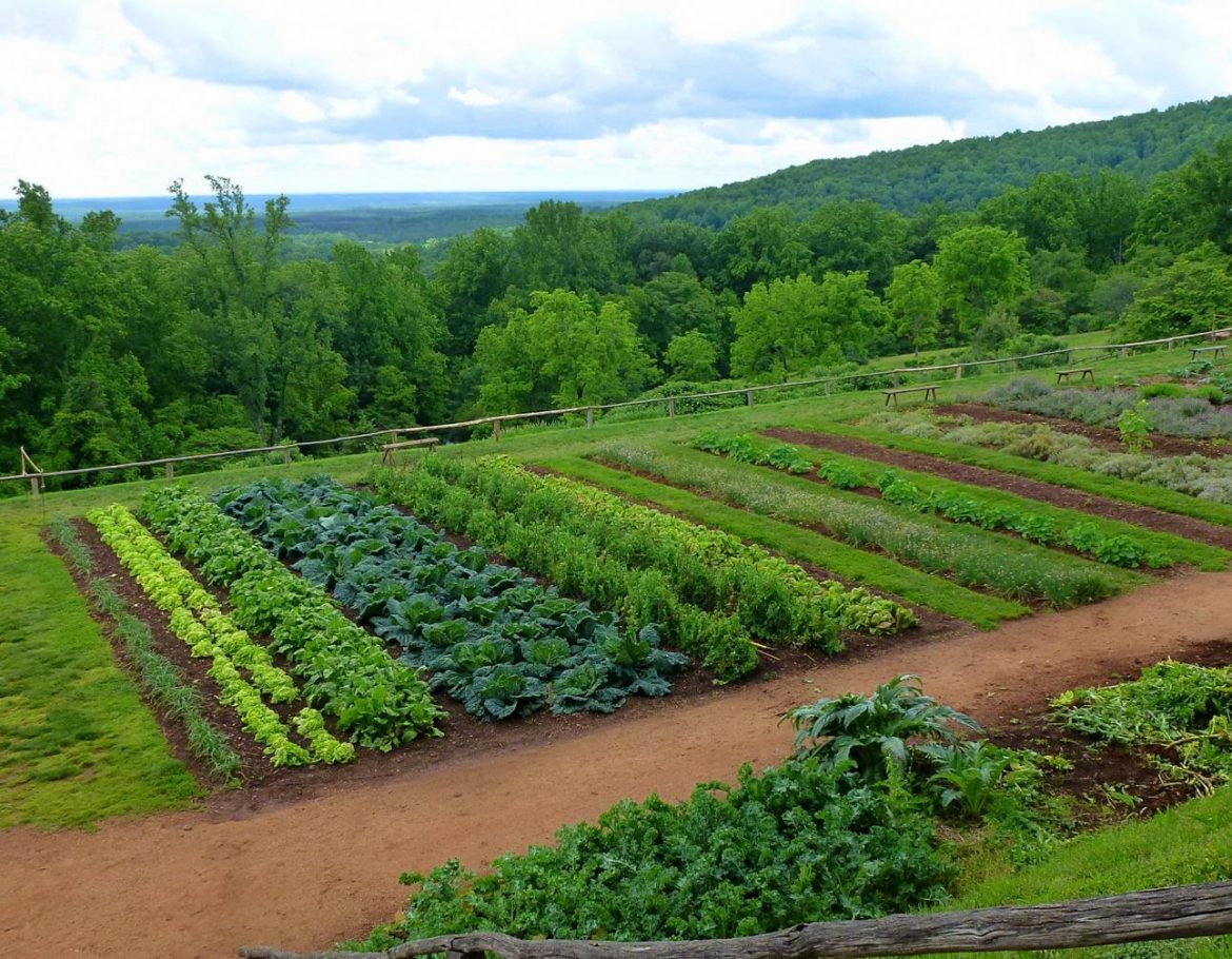 compatibilitate legume