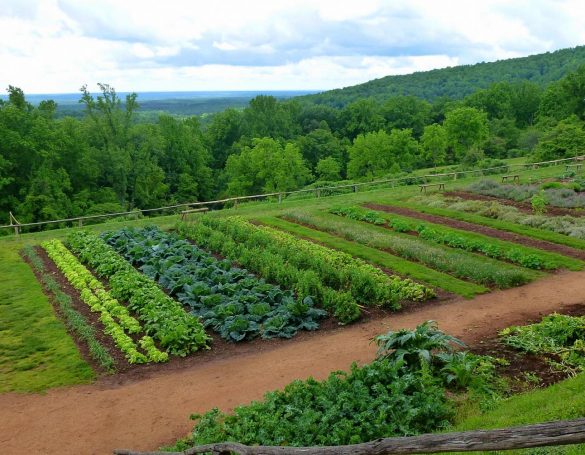 compatibilitate legume