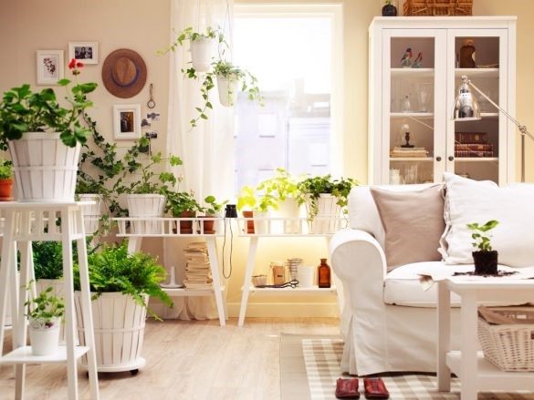 plante de interior