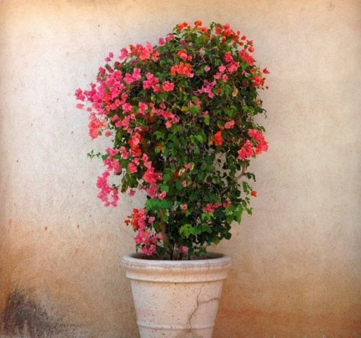 14 002 Bougainvillea sau Floarea de hartie