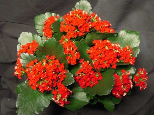 14 003 Kalanchoe
