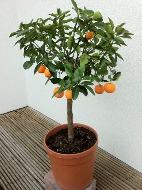 14 005 Citrus mitis sau Portocalul