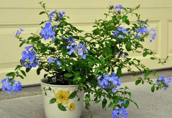 14 006 Plumbago auriculata sau Floarea amorului