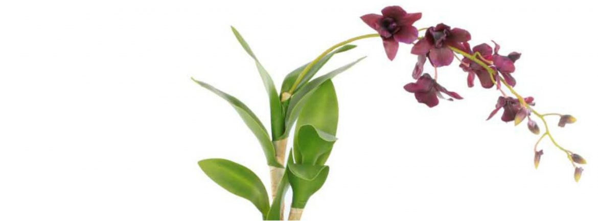 orhidee.