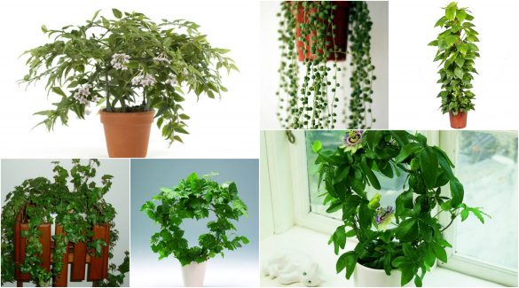 Plante agăţătoare şi târâtoare