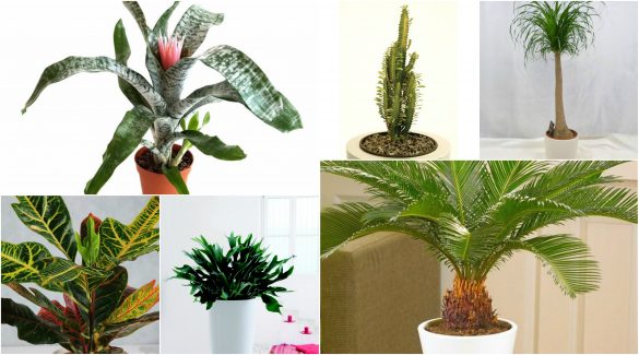 Plante cu forme impresionante