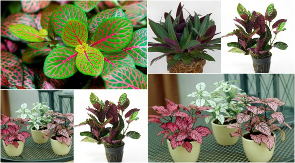 Plante cu frunze colorate