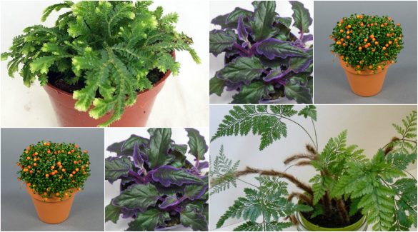 Plante cu textură deosebită