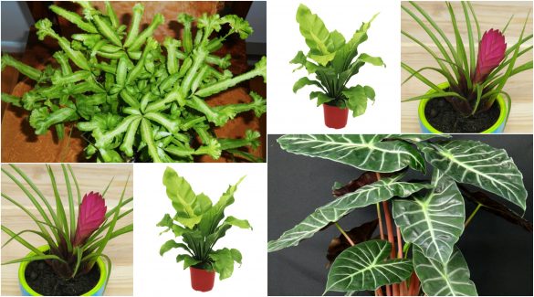 Plante pentru baie