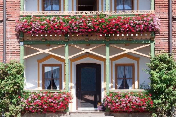 flori exterior