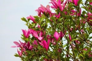 copacul magnolia