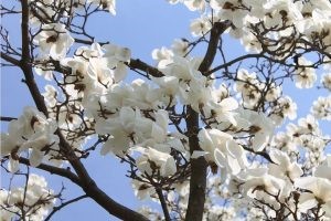 copacul magnolia