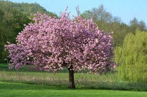 copacul magnolia