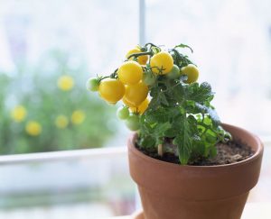 tomate
