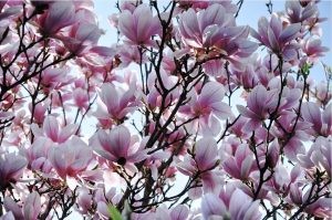 copacul magnolia