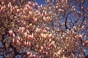 copacul magnolia