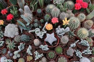 Cactuși