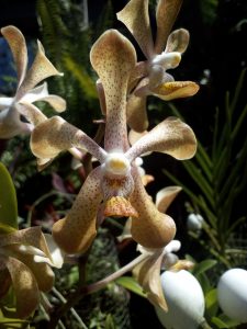 cattleya orhidee