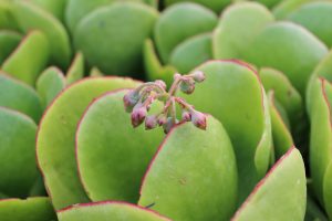 crassula