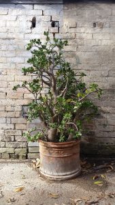 crassula