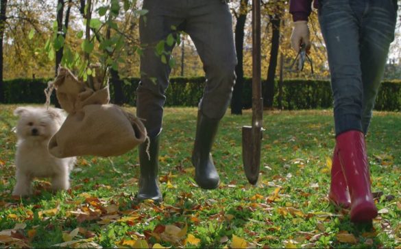 plantare pomi fructiferi toamna