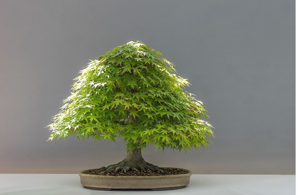 bonsai