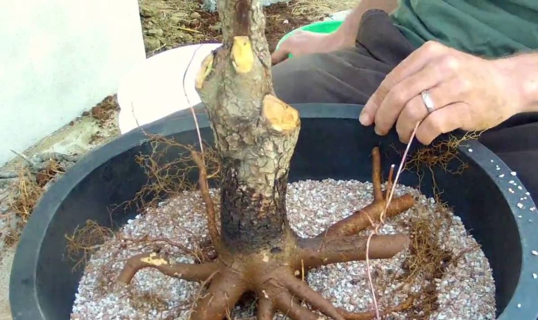 ingrijirea bonsaiului