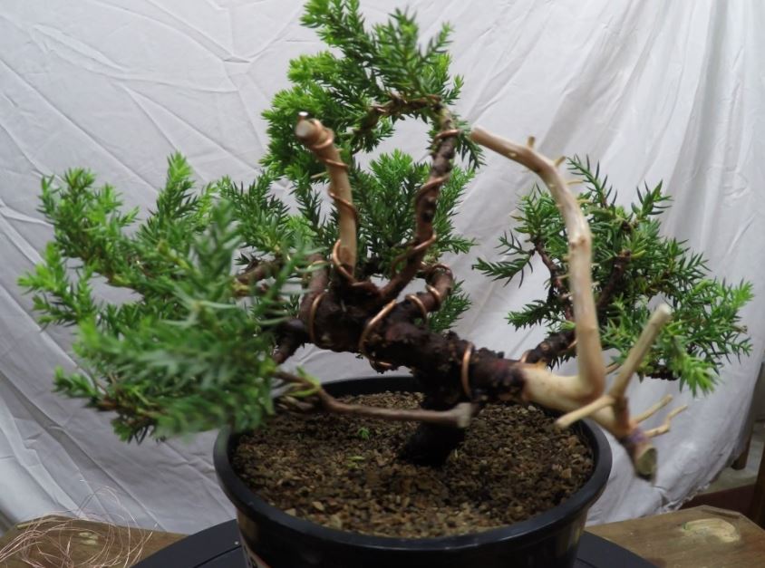 bonsai