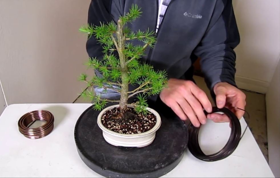 ingrijire bonsai