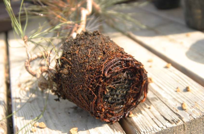 ingrijirea bonsaiului