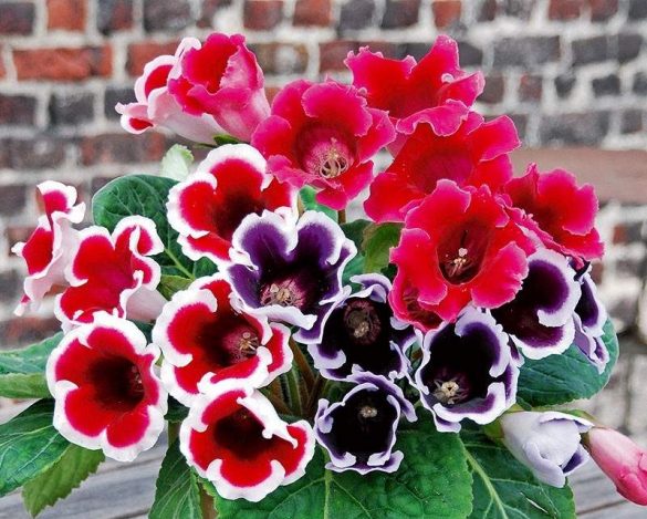 gloxinia