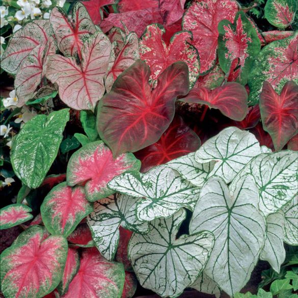 Caladium