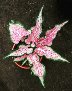 Caladium picturatum