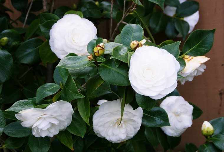 Camelia alba