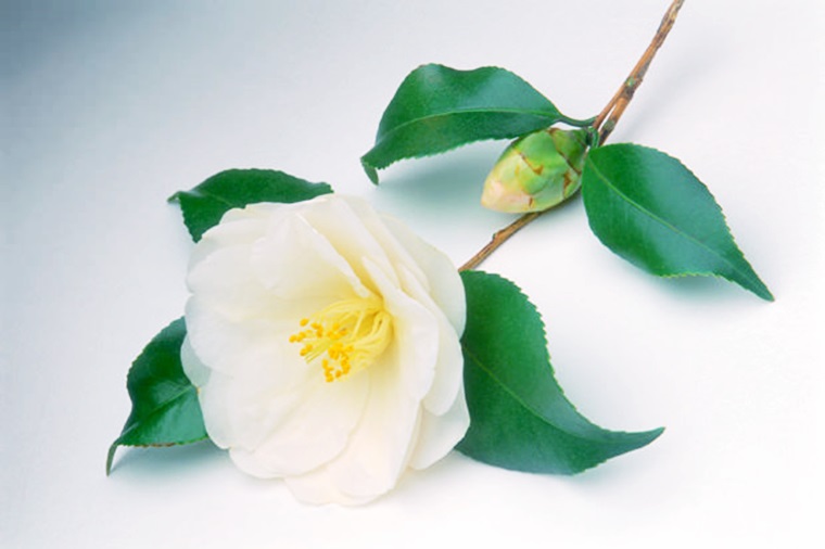 Camelia alba