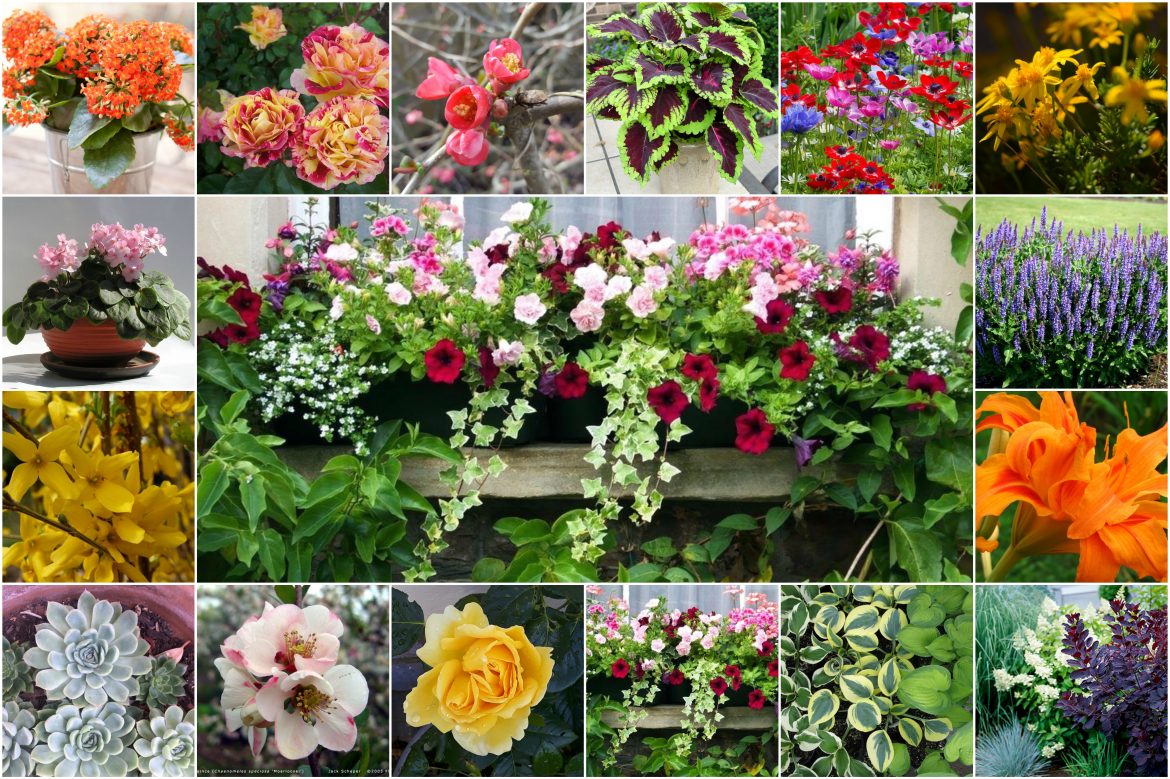 Enciclopedia plantelor