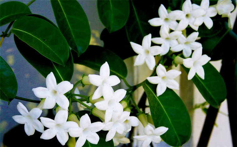 Iasomia de Madagascar