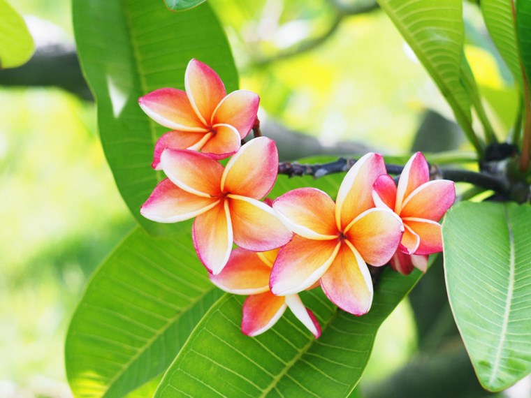 Plumeria