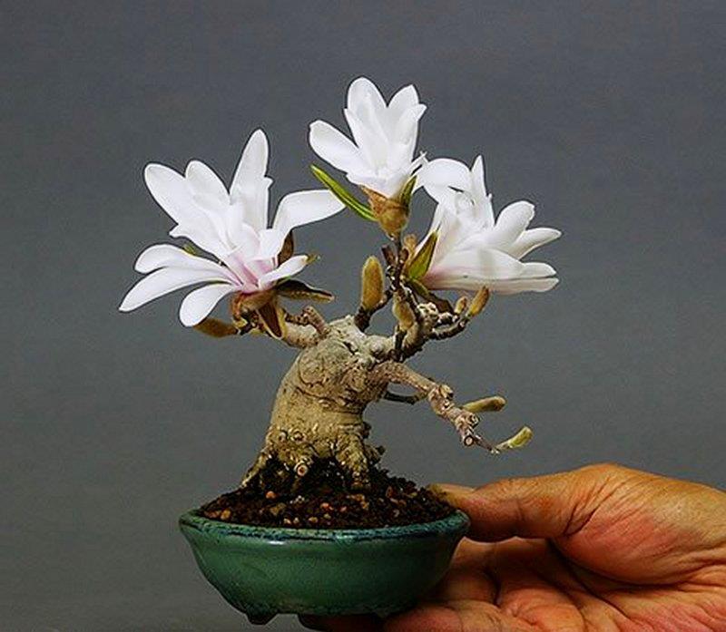 magnolia bonsai