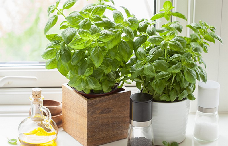 plante de interior norocoase