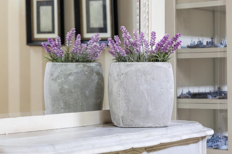 plante de interior norocoase