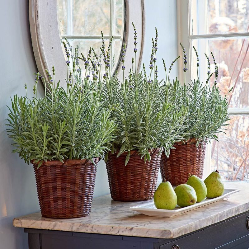 plante de interior norocoase