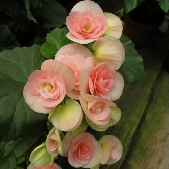 Begonia