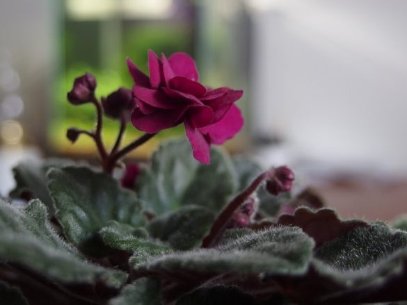 plante de interior norocoase