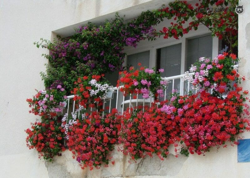 amenajare grădină balcon