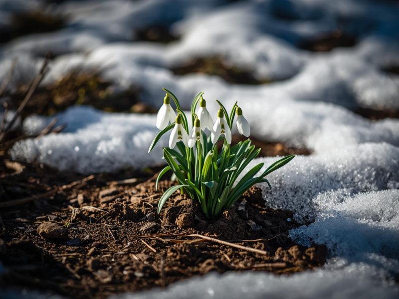 Ghiocei (Galanthus) răsărind prin sol, cu pete de zăpadă topită într-o grădină mică din România, marcând sfârșitul iernii.